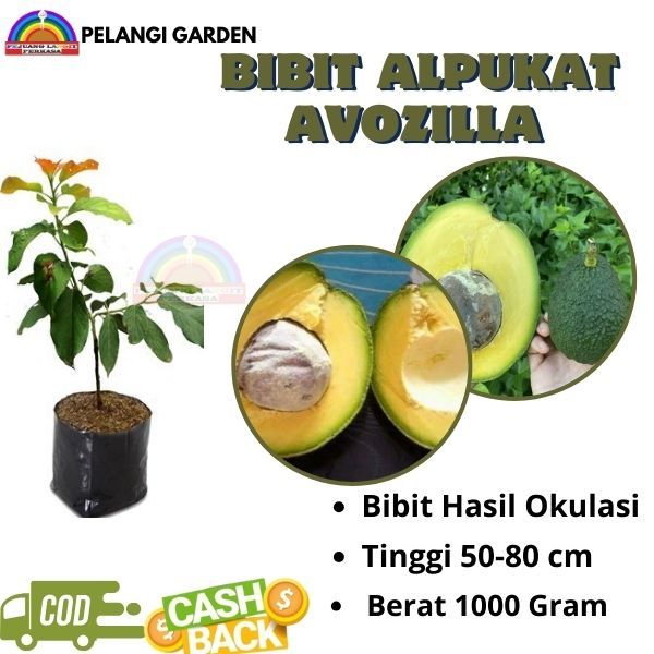 Bibiit Alpukat Avozilla, Bibiit Alpukat Avozilla Manis, Bibit Alpukat Mentega, Bibiit Alpukat Berbua