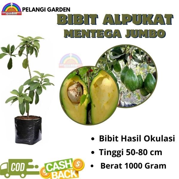 Bibit Alpukat Mentega Jumbo, Bibit Alpukat Mentega Manis, Bibit Alpukat Cepat Berbuah