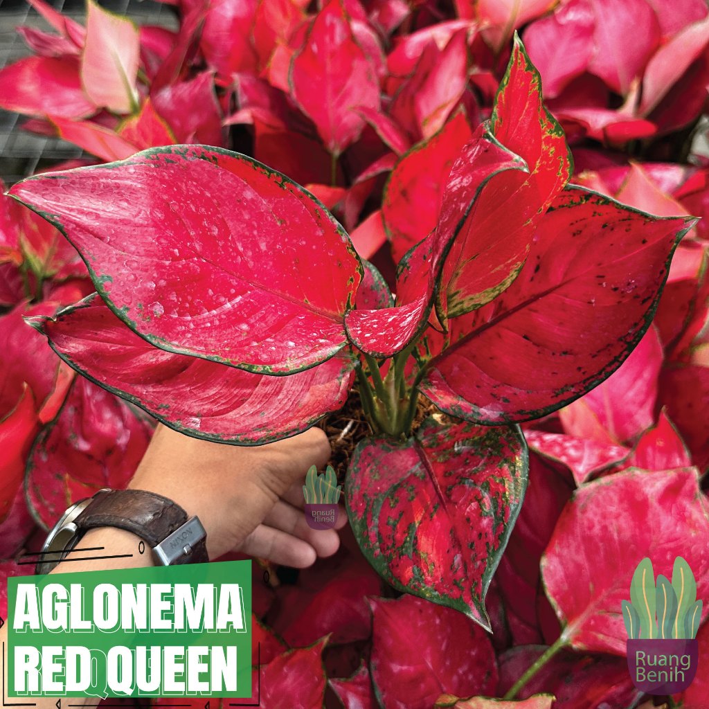 AGLONEMA RED QUEEN Tanaman Hias Aglaonema Merah Akar Pot Sehat Asli