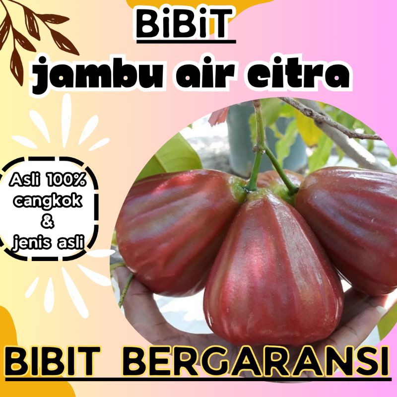 bibit jambu air citra gampang berubah asli cangkokan