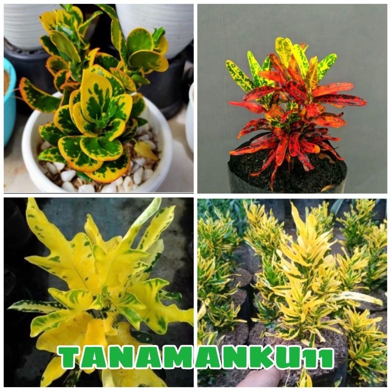 paket 4 tanaman puring koin cabe merah teri terang bulan