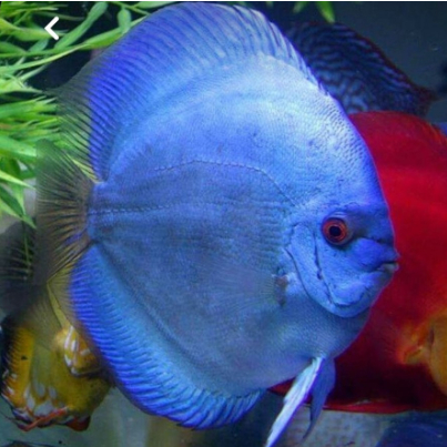 discus blue diamond / discus blue / discus biru / ikan discus - 4.5 inch