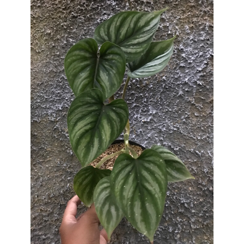 philodendron plowmani