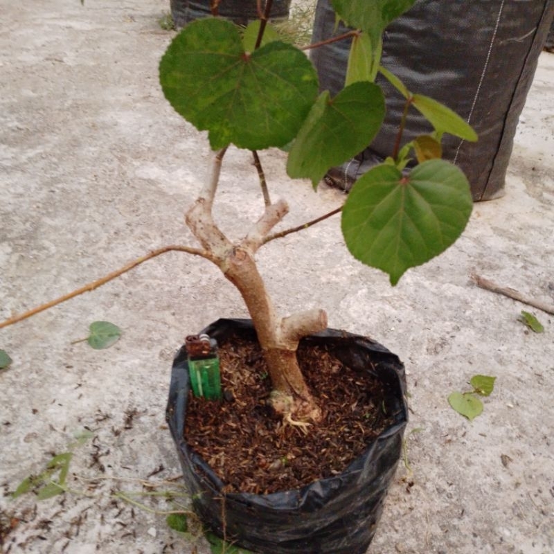 Waru Taiwan batang besar bahan bonsai