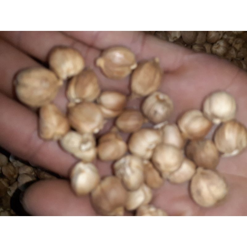

kapulaga kering kapol kering 100 gram