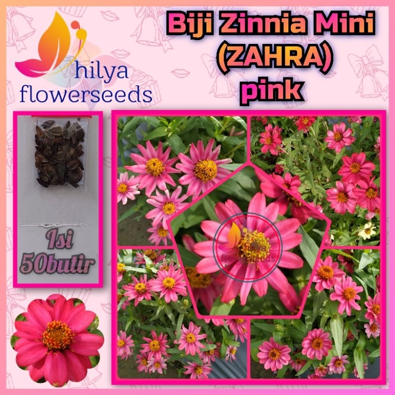 Biji Zinnia Mini (ZAHRA) pink