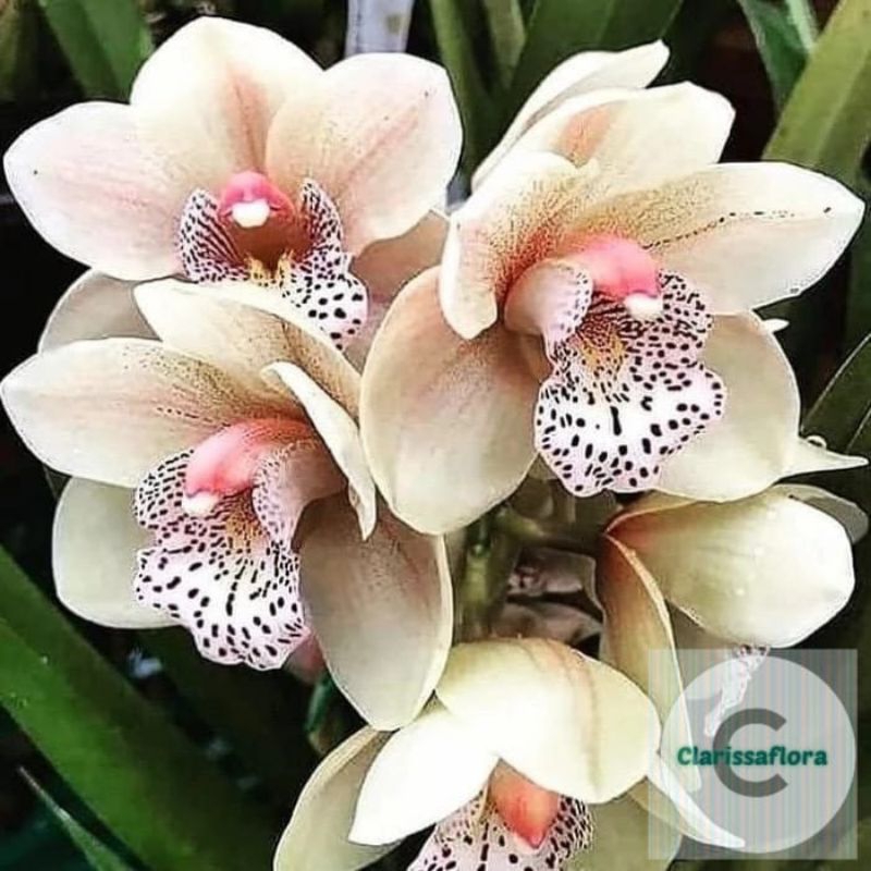 ANGGREK DENDROBIUM JUMBO DEWASA ( WHITE BEAUTY ) BUNGA ANGGREK DENDROBIUM JUMBO DEWASA