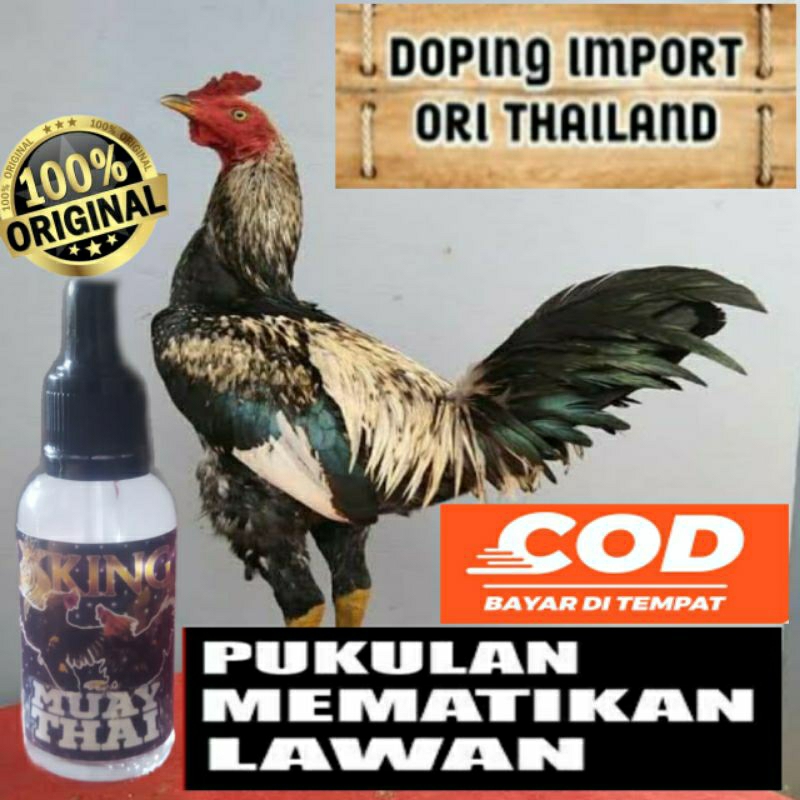 Doping Ayam Aduan Jago Bangkok Laga Terbaik Import Asli Original Thailand