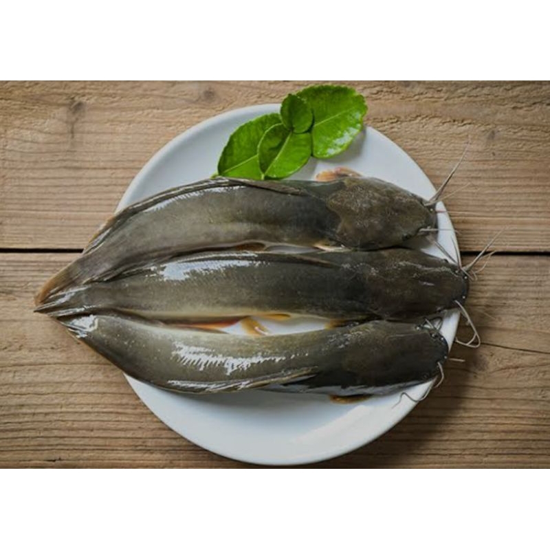 

ikan lele 1kg