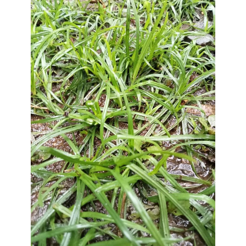 

herbal rumput teki segar 100 gr