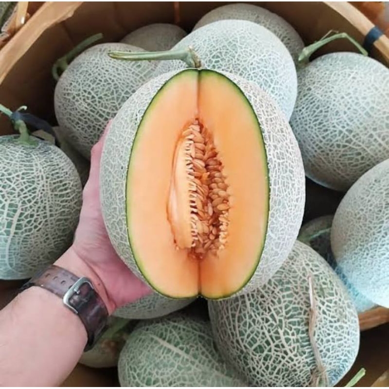 

Buah melon orange super 1 buah buah manis