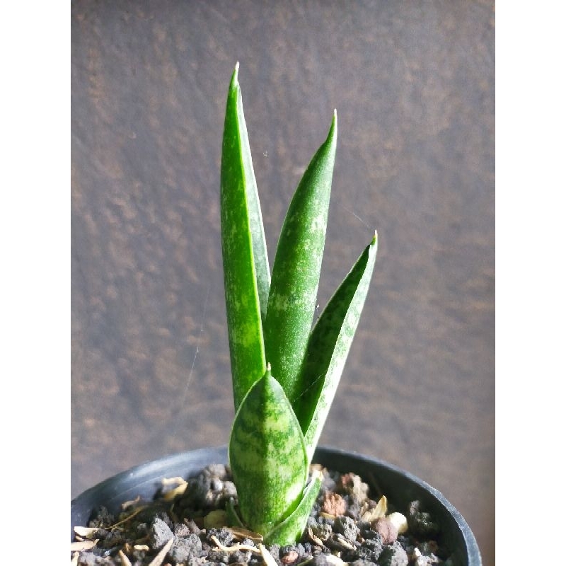 Sansevieria Hybrid Tarantula