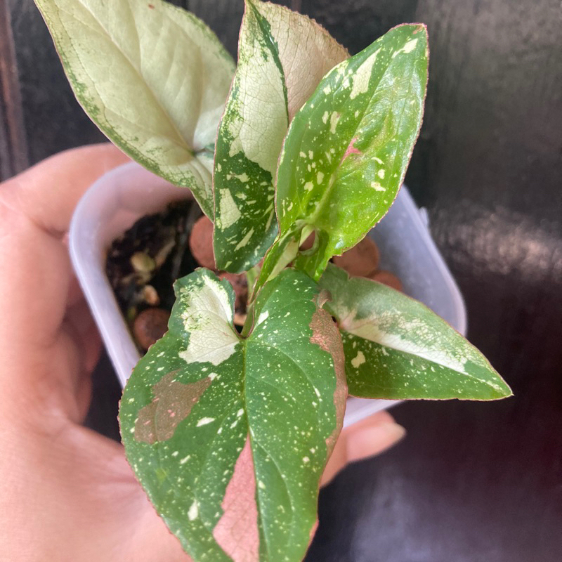 Syngonium redspot tricolor ekonomis trah mewah
