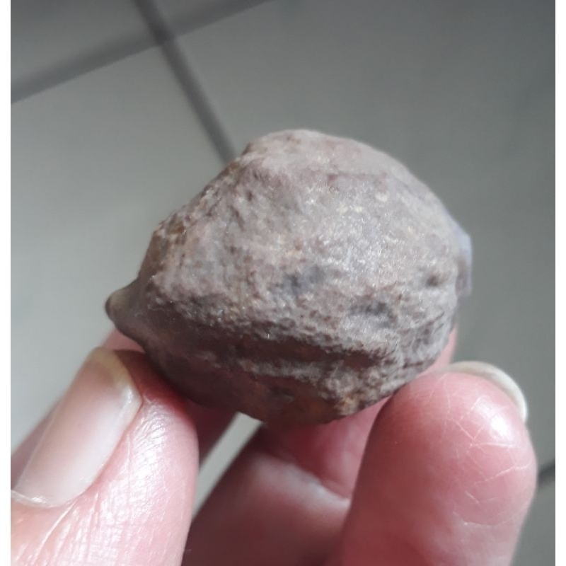 Kemiri Adu Muncang Adu Jayanti Anak Si Pait Urgen Full Tua