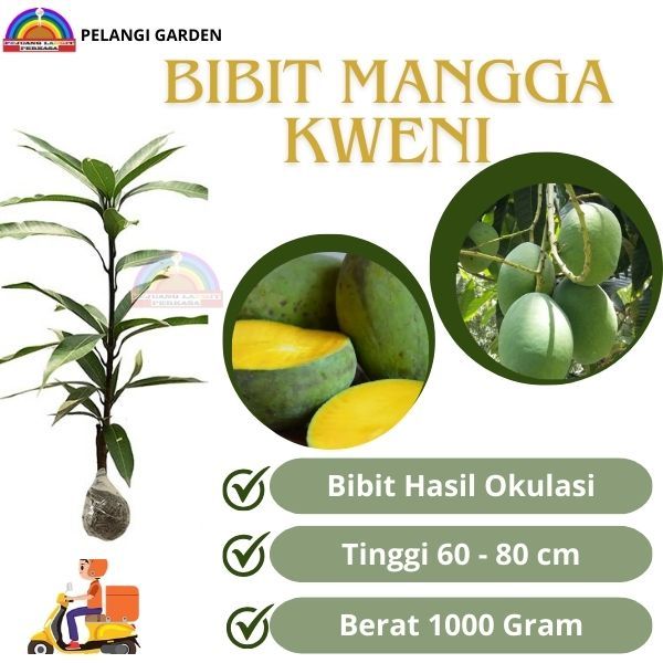 Bibit Mangga Kweni, Bibit Mangga Manis Kweni, Bibit Mangga Berbuah, Bibit Mangga Unggul, Bibit Mangg