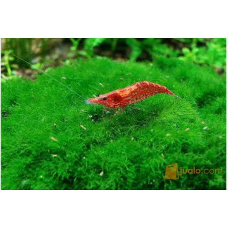 UDANG HIAS AQUASCAPE RED CHERY / JENIS JENIS UDANG HIAS AQUASCAPE