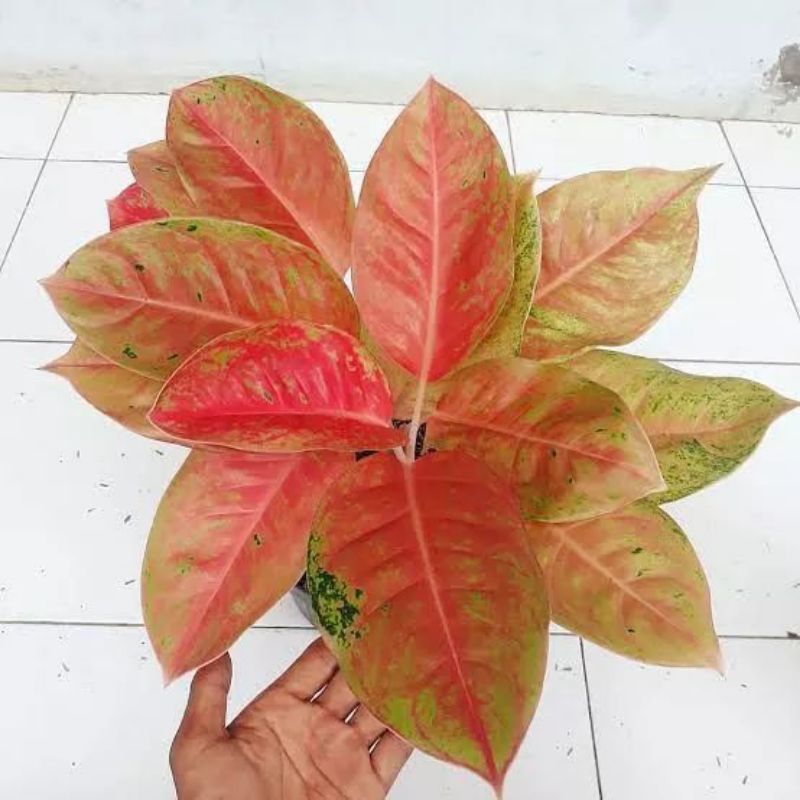 ( New ) AGLONEMA BIG ROY  RIMBUN  BERGARANSI