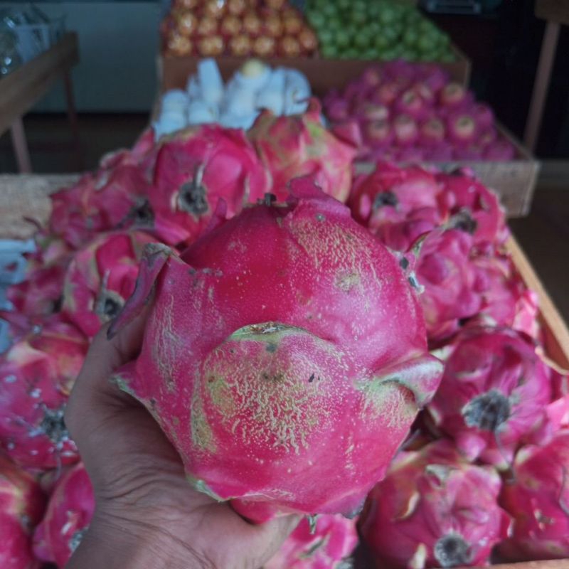 

1KG Buah Naga Merah Jawa Super Fresh Manis