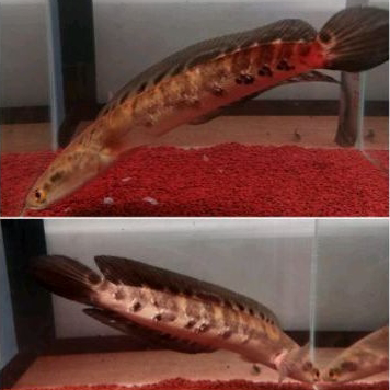 [ART.  F8Y2] Channa YS 20cm up yellow maruu progres galon