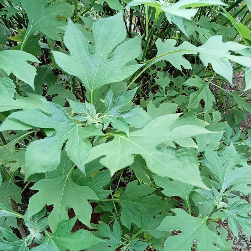 

daun kipait insulinsegar 500gr