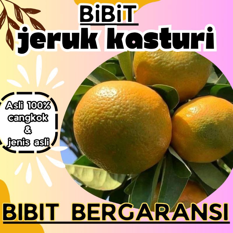 bibit jeruk kasturi super manis asli cangkokan