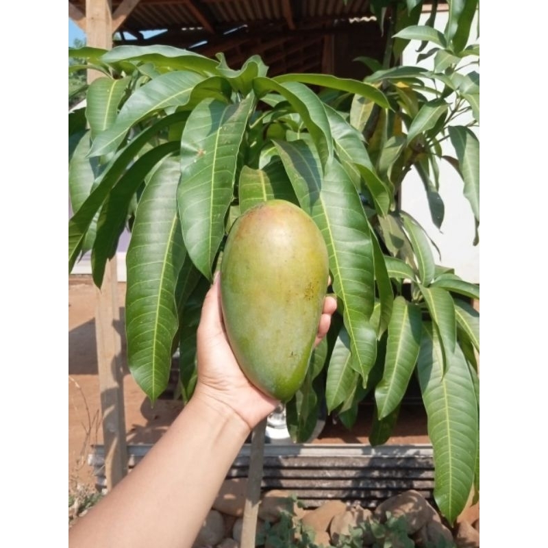 

Mangga Thailand / kiojay mengkel