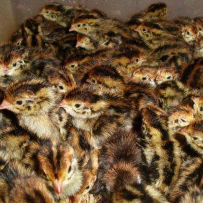 DOQ-ANAK PUYUH JANTAN 1BOX- ISI 400ekor