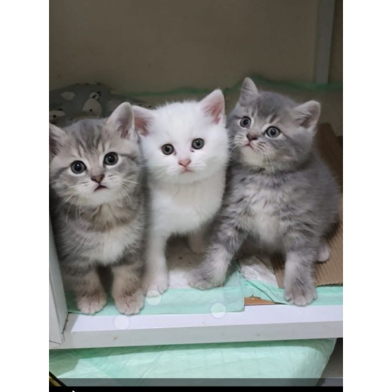 KUCING KITTEN BRITISH SHORTHAIR || KITTEN BSH WHITE DAN ABU