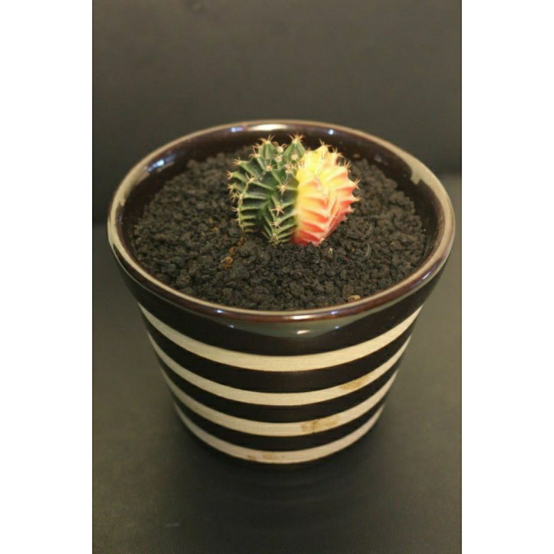 Gymnocalycium mihanovichii varigata