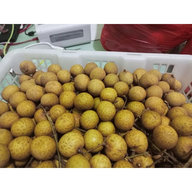 

klengkeng manis 500 gr