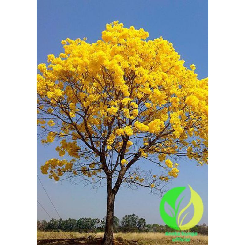 Pohon tabebuya bunga kuning / tanaman hias tabebuya bunga kuning / bunga tabebuya