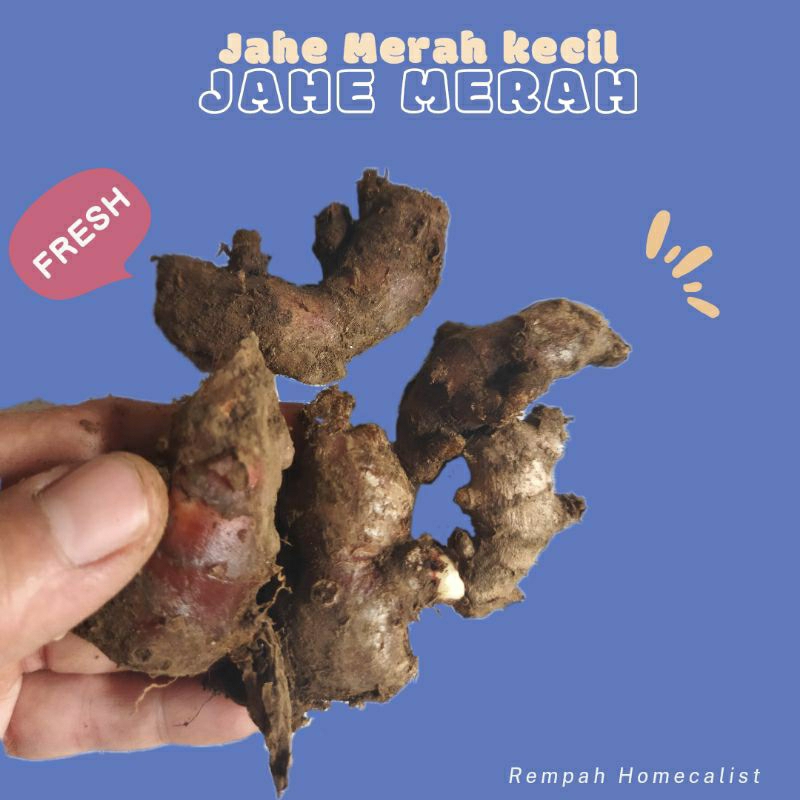 

JAHE MERAH KECIL 1KG