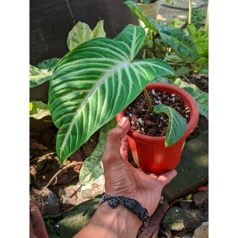 Xanthosoma Lindenii (Keladi Zebra)