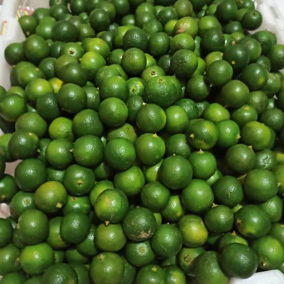 

Ready JERUK KUNCI / JERUK SONKIT / LEMON CUI / JERUK KASTURI / JERUK KALAMANASI / JERUK PONTIANAK Big Sale