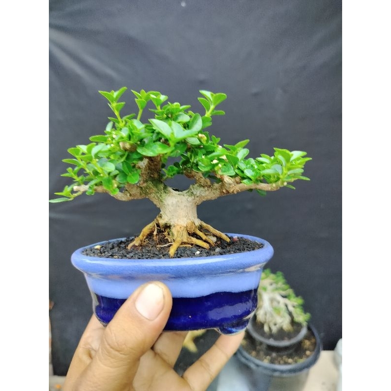bonsai mame siap pajang