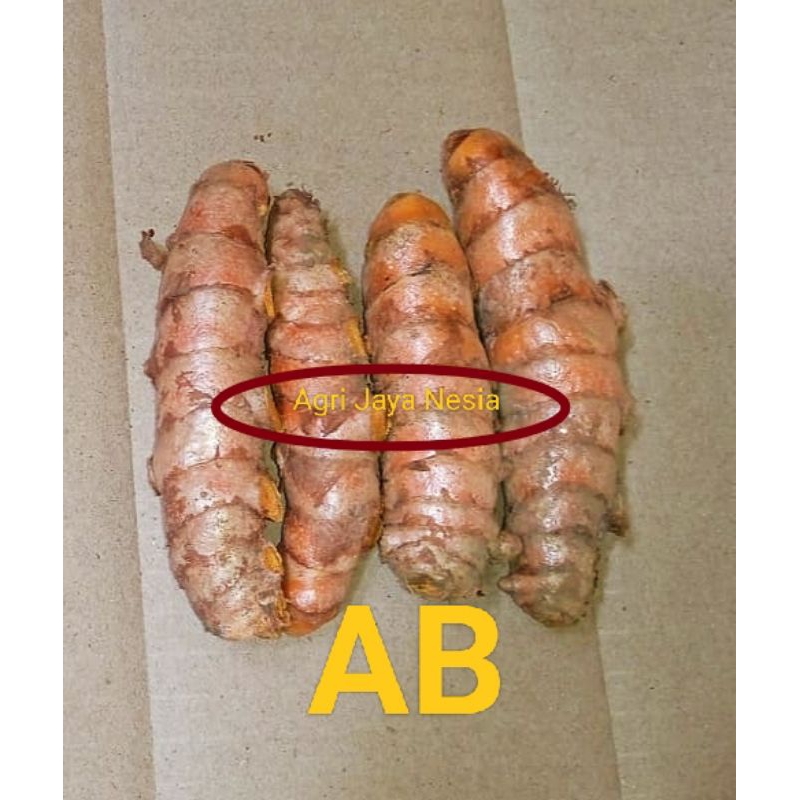 

Kunyit Fresh / Kunyit Jari/ Kunyit Grade AB/ Rempah-rempah