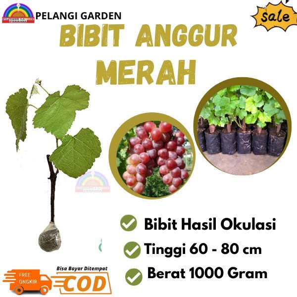 Bibit Anggur Merah Lokal, Bibit Anggur Merah Super Manis, Bibit Anggur Unggul, Bibit Anggur Unggulan