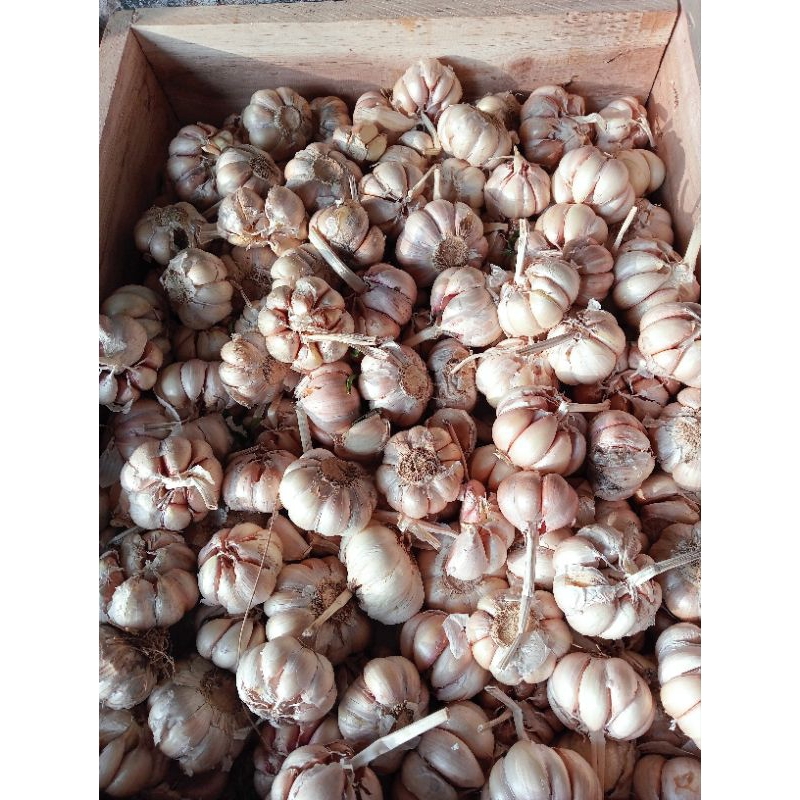 

Bawang Putih 1000 gram