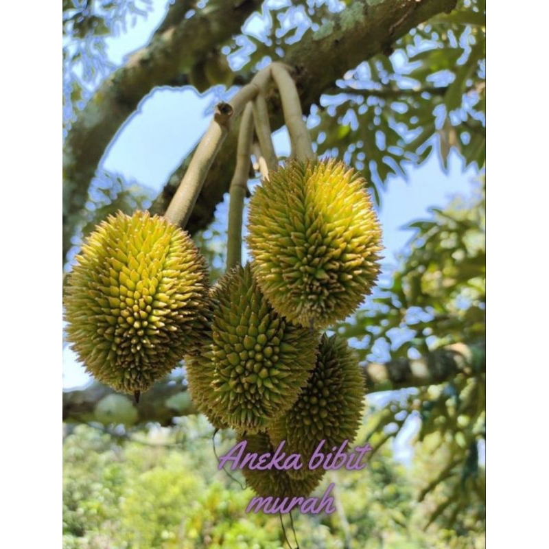 BIBIT DURIAN BAWOR KAKI 3 SUPER