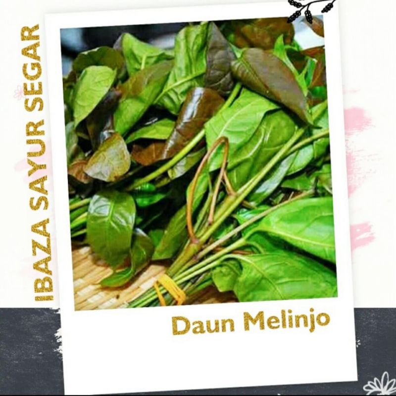 

Sayur Daun So/ Daun Melinjo Sayuran Segar IBAZA fruitsBOX