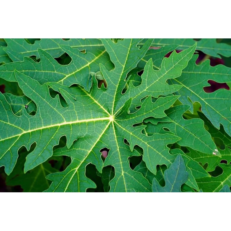 

DAUN PEPAYA SEGAR PERLEMBAR