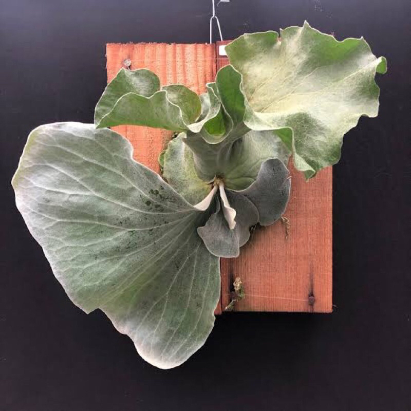 platycerium ANTIS bibit ( elephantotis x andinum )