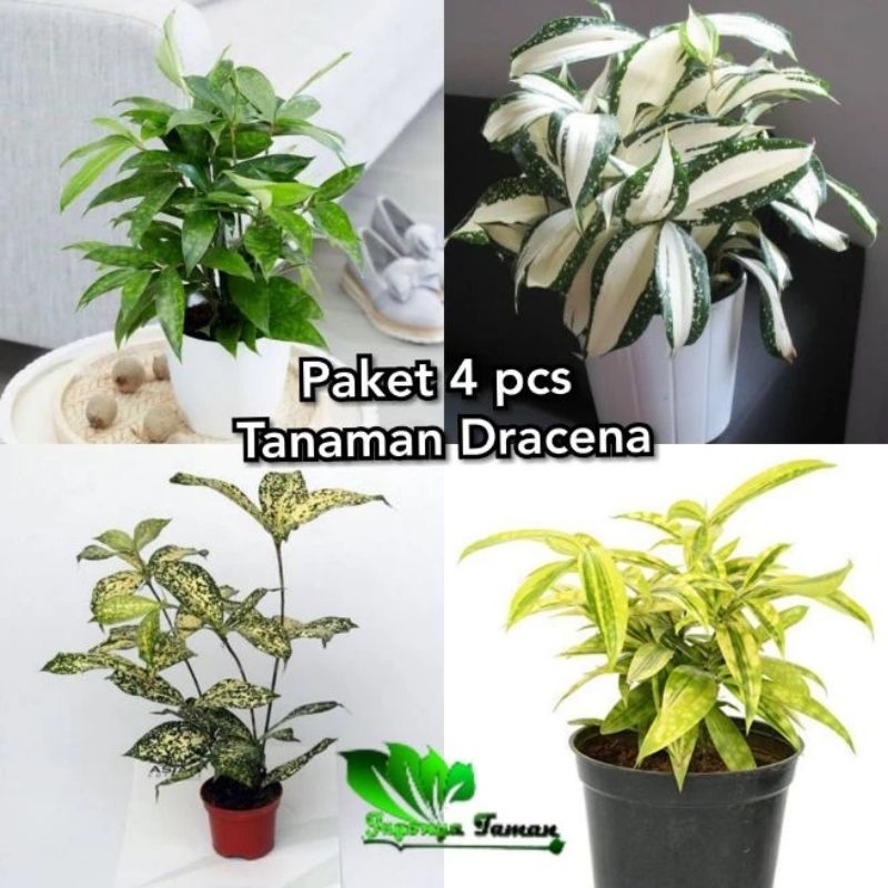 Promo paket 4 Tanaman hias dracena - Dracena golden - dracena milky - dracena hijau - Dracena Florid