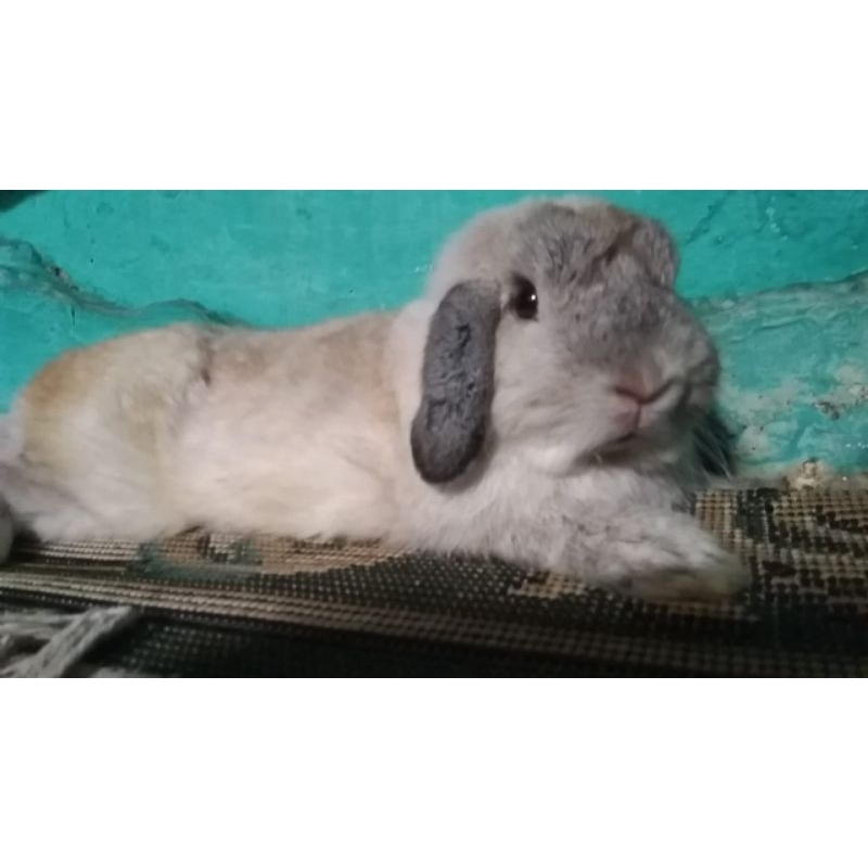 Kelinci Holland Lop remaja dan indukan