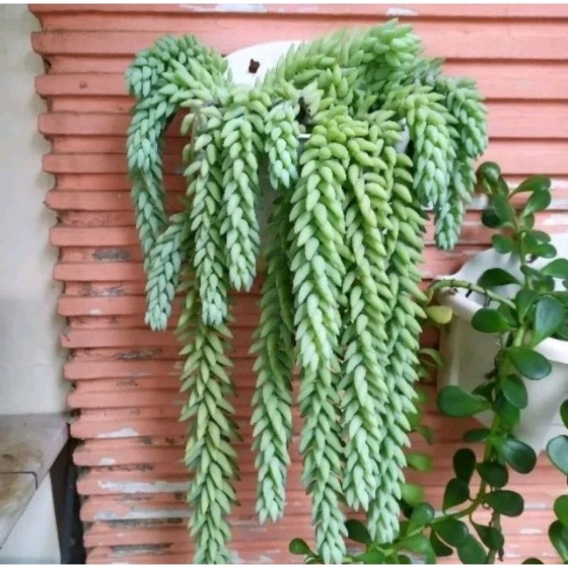 Tanaman Air Mata Ibu