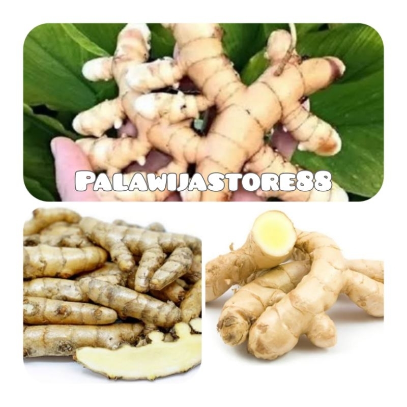 

Kunyit putih / temu putih segar 500 gram