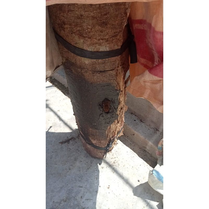 klanceng/kelulut itama di dalam BAMBU