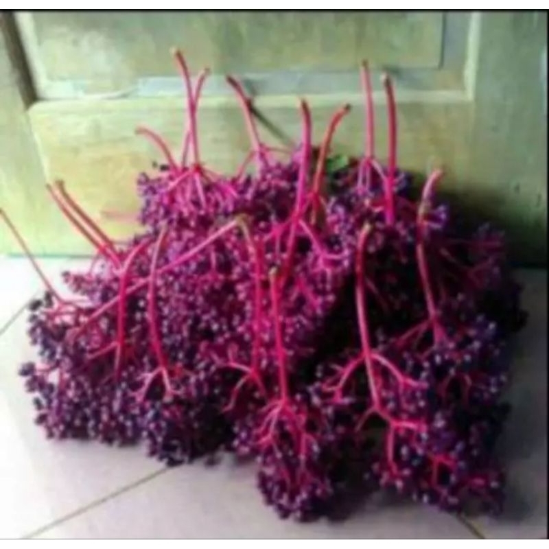 

buah parijoto segar