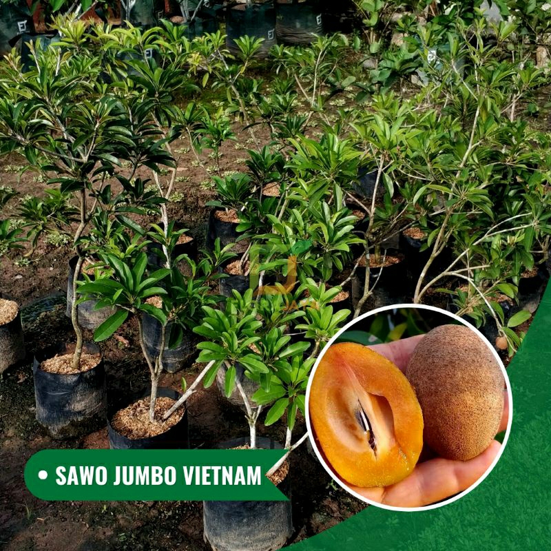 BIBIT SAWO JUMBO VIETNAM | HASIL CANGKOK