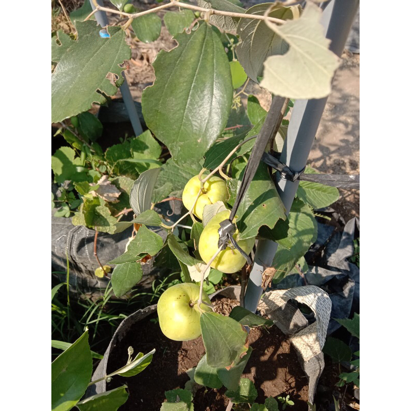 tabulampot apel putsa / futsa / india berbuah